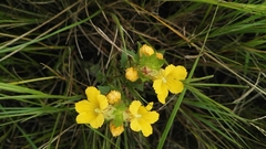 Alectra sessiliflora sessiliflora
