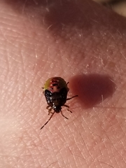 Elasmostethus interstinctus