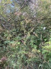 Chaerophyllum aureum