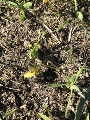 Crotalaria excisa