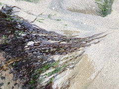 Grateloupia doryphora