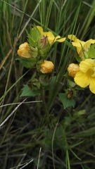 Alectra sessiliflora sessiliflora