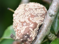 Monilinia fructigena