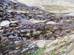 Grateloupia doryphora