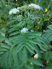 Sambucus ebulus
