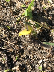Crotalaria excisa