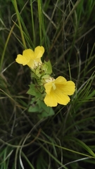 Alectra sessiliflora sessiliflora