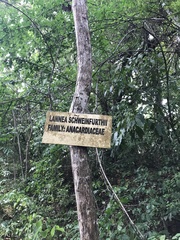 Lannea schweinfurthii