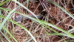 Erythrolamprus melanotus