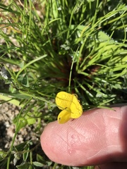 Crotalaria excisa