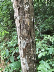 Lannea schweinfurthii