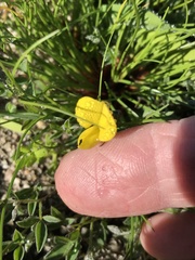 Crotalaria excisa