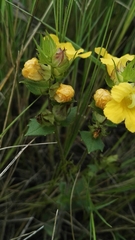 Alectra sessiliflora sessiliflora