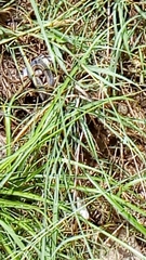 Erythrolamprus melanotus