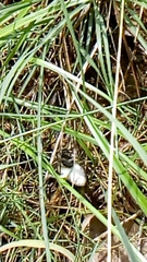 Erythrolamprus melanotus