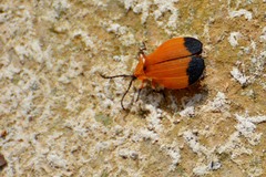 Lycus fernandezi