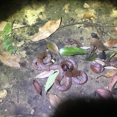 Sinomicrurus macclellandi macclellandi