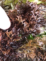 Ahnfeltiopsis linearis