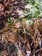 Ahnfeltiopsis linearis