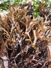 Ahnfeltiopsis linearis