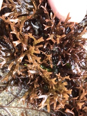 Ahnfeltiopsis linearis