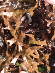 Ahnfeltiopsis linearis