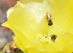 Macrotera