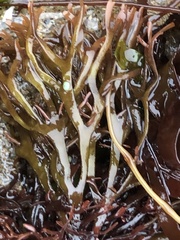 Ahnfeltiopsis linearis