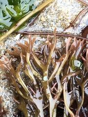 Ahnfeltiopsis linearis