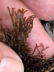 Ahnfeltiopsis linearis