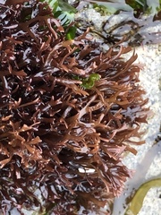 Ahnfeltiopsis linearis