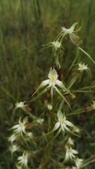 Habenaria nyikana