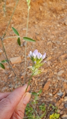 Bituminaria