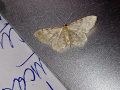 Idaea fuscovenosa