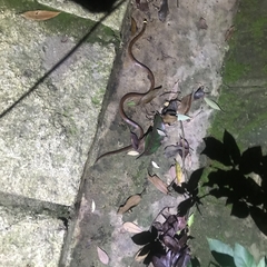 Sinomicrurus macclellandi macclellandi
