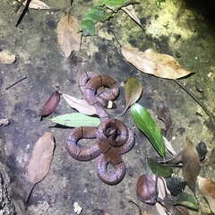Sinomicrurus macclellandi macclellandi