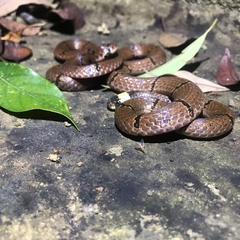 Sinomicrurus macclellandi macclellandi