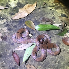 Sinomicrurus macclellandi macclellandi