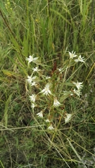 Habenaria nyikana