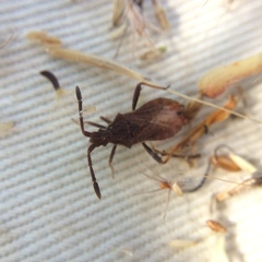 Coriomeris denticulatus