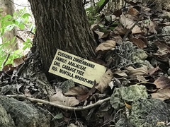 Cussonia zimmermannii