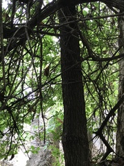 Cussonia zimmermannii