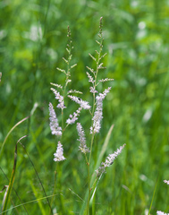 Astilbe microphylla