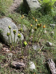 Arum cylindraceum