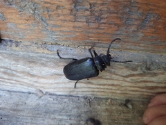 Prionus coriarius