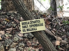 Bridelia cathartica