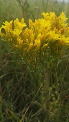 Sebaea leiostyla