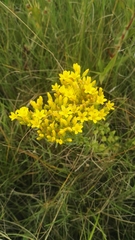 Sebaea leiostyla