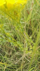 Sebaea leiostyla