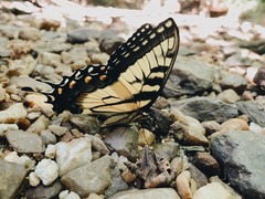 Papilio glaucus